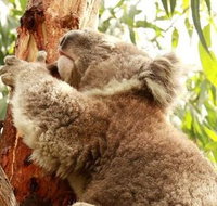 Small-Group Phillip Island Day Trip from Melbourne - Restaurant Guide