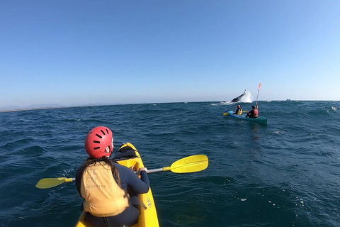 Kayaking With Dolphins In Byron Bay Guided Tour - Restaurant Guide 3