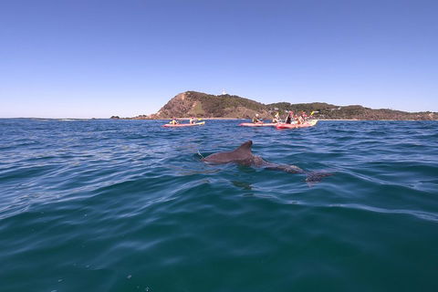 Kayaking With Dolphins In Byron Bay Guided Tour - Restaurant Guide 5
