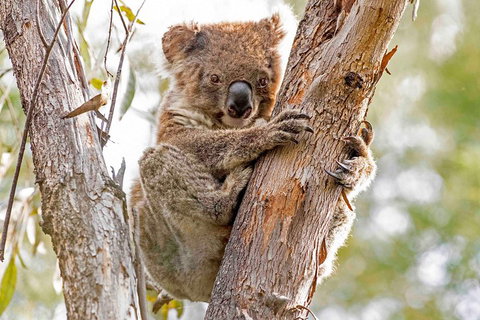 Wild Australian Wildlife 4WD Tour From Sydney - Restaurant Guide 1