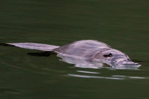Wild Australian Wildlife 4WD Tour From Sydney - Restaurant Guide 2