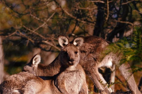Wild Australian Wildlife 4WD Tour From Sydney - Restaurant Guide 3