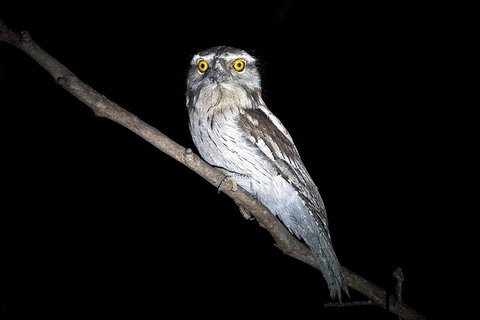 Wild Australian Wildlife 4WD Tour From Sydney - Restaurant Guide 4