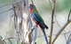 Wild Australian Wildlife 4WD Tour From Sydney - thumb 5