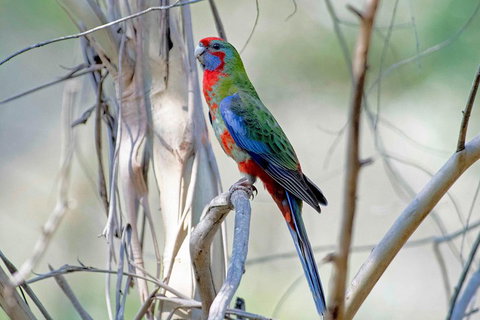 Wild Australian Wildlife 4WD Tour From Sydney - Restaurant Guide 5