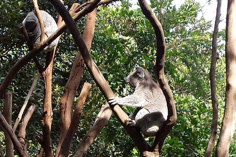 Small-Group Blue Mountains Tour With Bush Walks And Featherdale Wildlife Park - Restaurant Guide 5