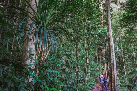 Atherton Tablelands Rain Forest By Night From Cairns - Restaurant Guide 0