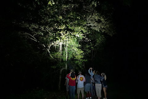 Atherton Tablelands Rain Forest By Night From Cairns - Restaurant Guide 2
