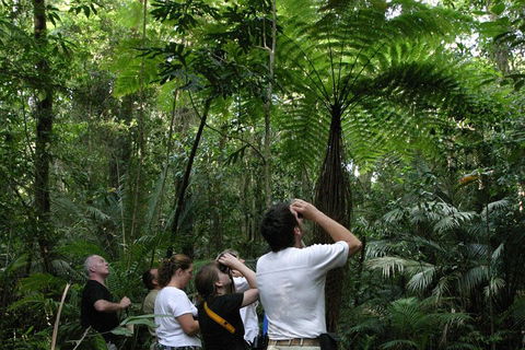 Atherton Tablelands Rain Forest By Night From Cairns - Restaurant Guide 3
