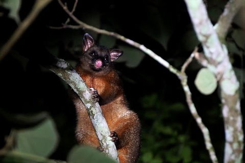 Atherton Tablelands Rain Forest By Night From Cairns - Restaurant Guide 4