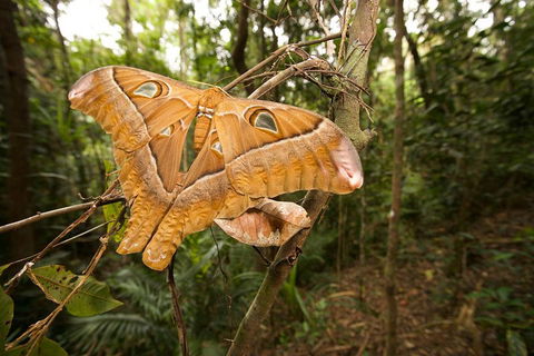 Atherton Tablelands Rain Forest By Night From Cairns - Restaurant Guide 5