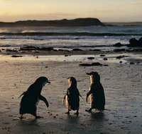 Phillip Island Penguin Parade Day Trip with Koala Conservation Reserve Visit - Restaurant Guide
