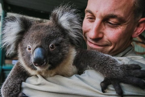 Kangaroos & Koala Encounter Experience (Half Day Private Tour) - Restaurant Guide 0