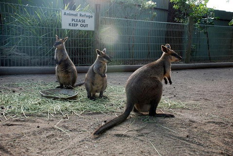 Kangaroos & Koala Encounter Experience (Half Day Private Tour) - Restaurant Guide 2