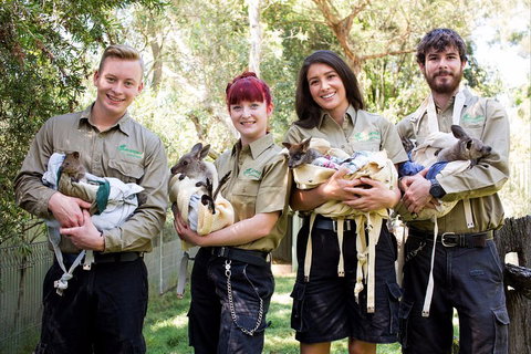 Kangaroos & Koala Encounter Experience (Half Day Private Tour) - Restaurant Guide 3