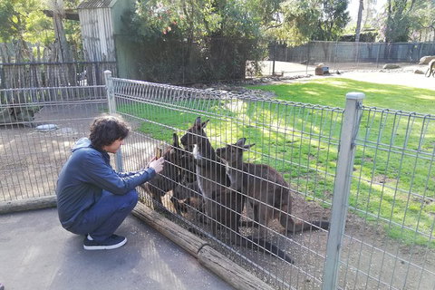 Kangaroos & Koala Encounter Experience (Half Day Private Tour) - Restaurant Guide 4