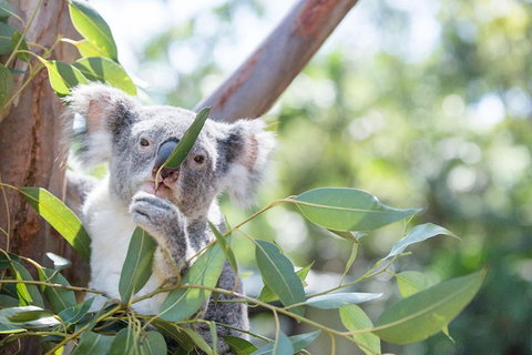Kangaroos & Koala Encounter Experience (Half Day Private Tour) - Restaurant Guide 5
