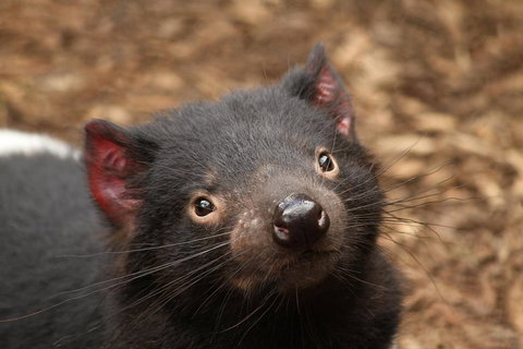 Day Tour In Mt. Field, Mt. Wellington, Bonorong Wildlife Sanctuary And Richmond - Restaurant Guide 4