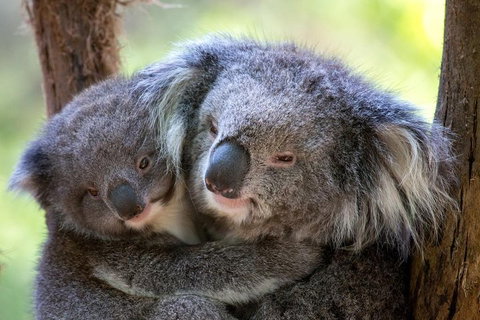 Healesville Sanctuary General Entry Ticket - Restaurant Guide 0