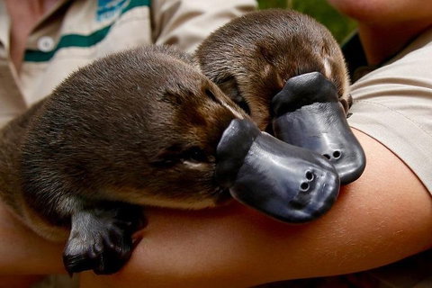 Healesville Sanctuary General Entry Ticket - Restaurant Guide 1