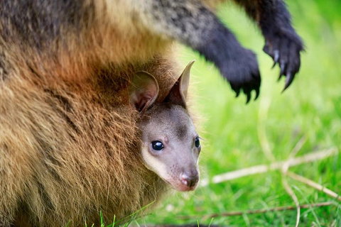 Healesville Sanctuary General Entry Ticket - Restaurant Guide 2