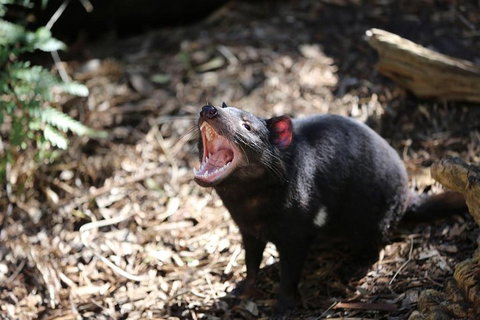 Healesville Sanctuary General Entry Ticket - Restaurant Guide 3