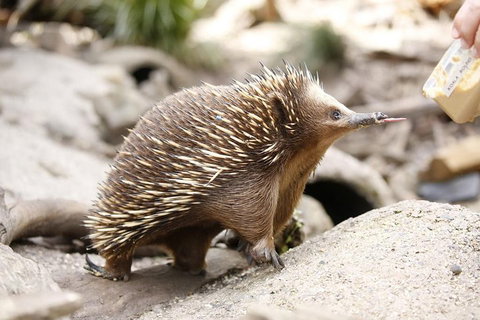Healesville Sanctuary General Entry Ticket - Restaurant Guide 4