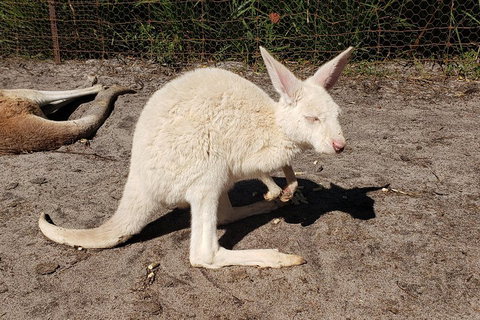 Very Best Of Perth Tour - Wildlife Park & City Highlights Tour - Restaurant Guide 3