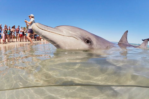 7-Day Exmouth Explorer Via Pinnacles Monkey Mia Ningaloo Reef Returning To Perth - Restaurant Guide 1