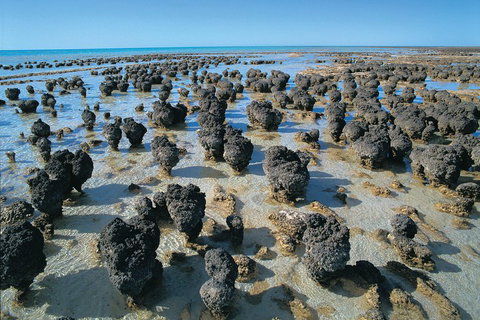 7-Day Exmouth Explorer Via Pinnacles Monkey Mia Ningaloo Reef Returning To Perth - Restaurant Guide 3