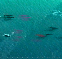 40-45 Minute Port Stephens and Stockton Beach Helicopter Flight - For 2 - Restaurant Guide