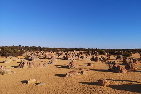 Pinnacles Day Trip From Perth Including Yanchep National Park - Restaurant Guide 3