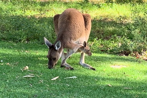 Pinnacles Day Trip From Perth Including Yanchep National Park - Restaurant Guide 4