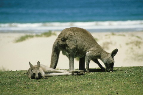 Private Great Ocean Road Full Day Tour - 1 Day Tour - Restaurant Guide 3