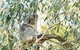 Ultimate Reverse Direction - 12 Apostles, Great Ocean Road - Small Group Tour - thumb 5