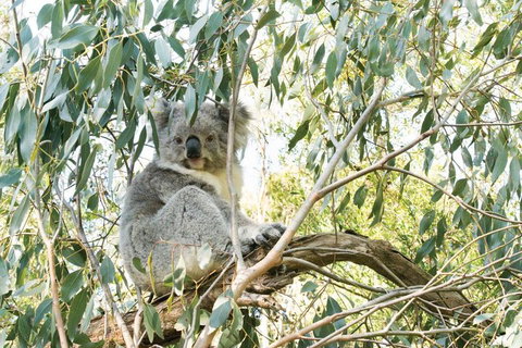 Ultimate Reverse Direction - 12 Apostles, Great Ocean Road - Small Group Tour - Restaurant Guide 5