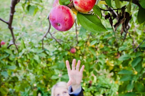 Perth Hills - Wildlife, Art & Gastronomy - Restaurant Guide 1