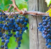 Yarra Valley Dandenong Ranges inc. lunch with wineplus morning teachocolate - Restaurant Guide