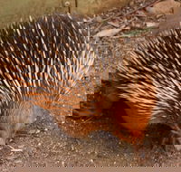 Puffing Billy And Healesville Sanctuary Scenic Tour - Restaurant Guide