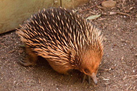 Puffing Billy And Healesville Sanctuary Scenic Tour - Restaurant Guide 0