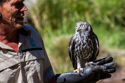 Puffing Billy And Healesville Sanctuary Scenic Tour - Restaurant Guide 3