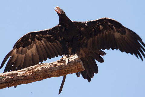 Puffing Billy And Healesville Sanctuary Scenic Tour - Restaurant Guide 4