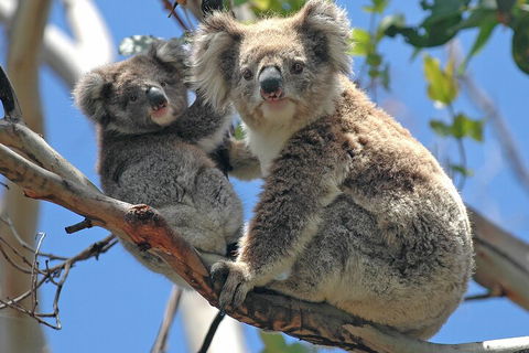 Puffing Billy And Healesville Sanctuary Scenic Tour - Restaurant Guide 5