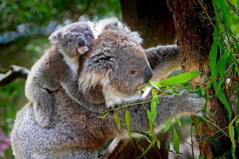 Private One Day Great Ocean Road Tour - Restaurant Guide 2