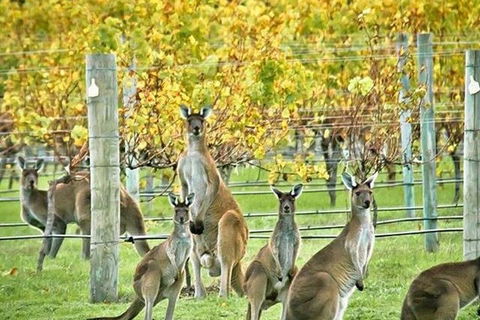 Margaret River Indulge And Discover Day Tour - Restaurant Guide 0