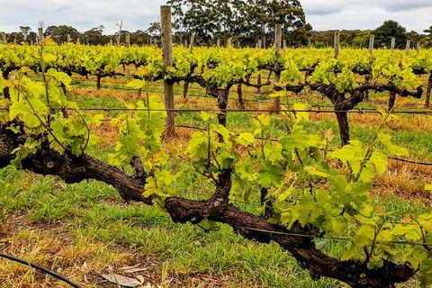 Margaret River Indulge And Discover Day Tour - Restaurant Guide 5