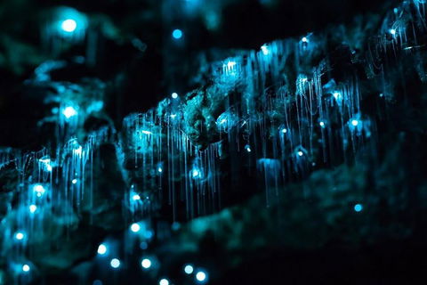 Hinterland Magic & Glow-worm Experience - Restaurant Guide 1