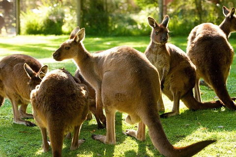 Melbourne City Card (3 Days): Visit Unlimited Attractions! - Restaurant Guide 4