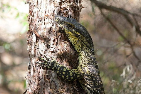 Byron Bay Combo: Minyon Falls And Hinterland Day Trip And Learn To Surf At Byron Bay - Restaurant Guide 0