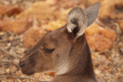 Australian Animals, Seascape And Sunset Photography Tour - Restaurant Guide 0